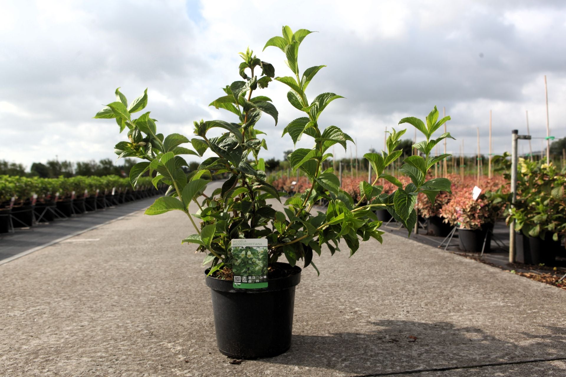 Weigela middendorffiana
