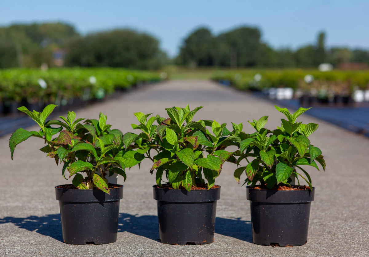 Hydrangea serrata ‘Veerle’ (PBR) established potted plants, lacecap hydrangea with healthy green foliage for garden borders and containers