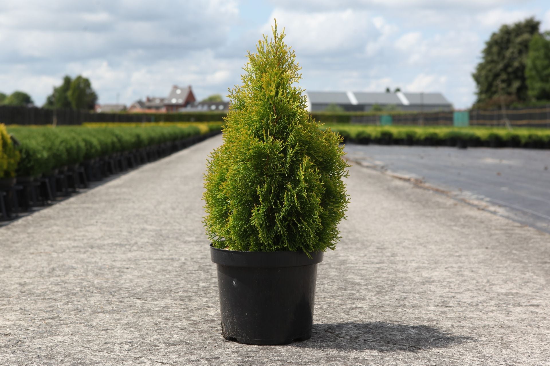Thuja occidentalis 'Golden Smaragd'