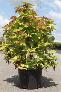 Leycesteria formosa LITTLE LANTERNS (PBR)