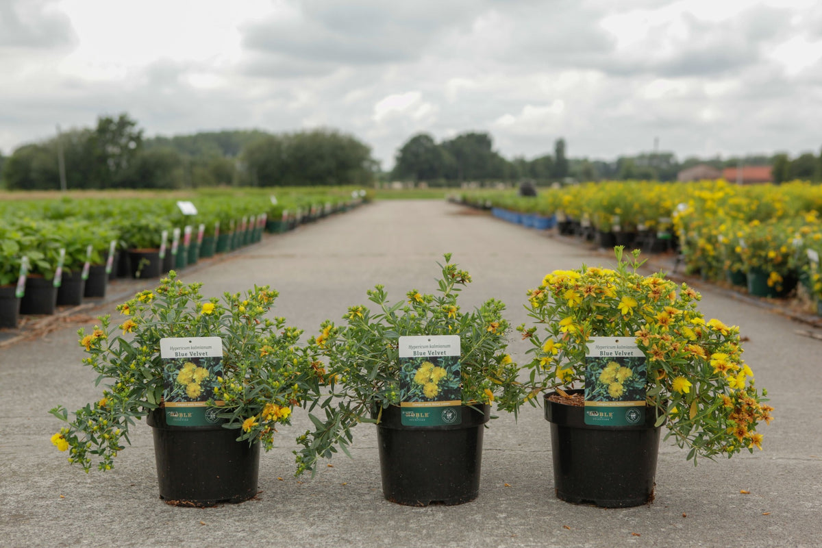 Hypericum kalmianum 'Blue Velvet'