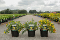 Hypericum kalmianum 'Blue Velvet'