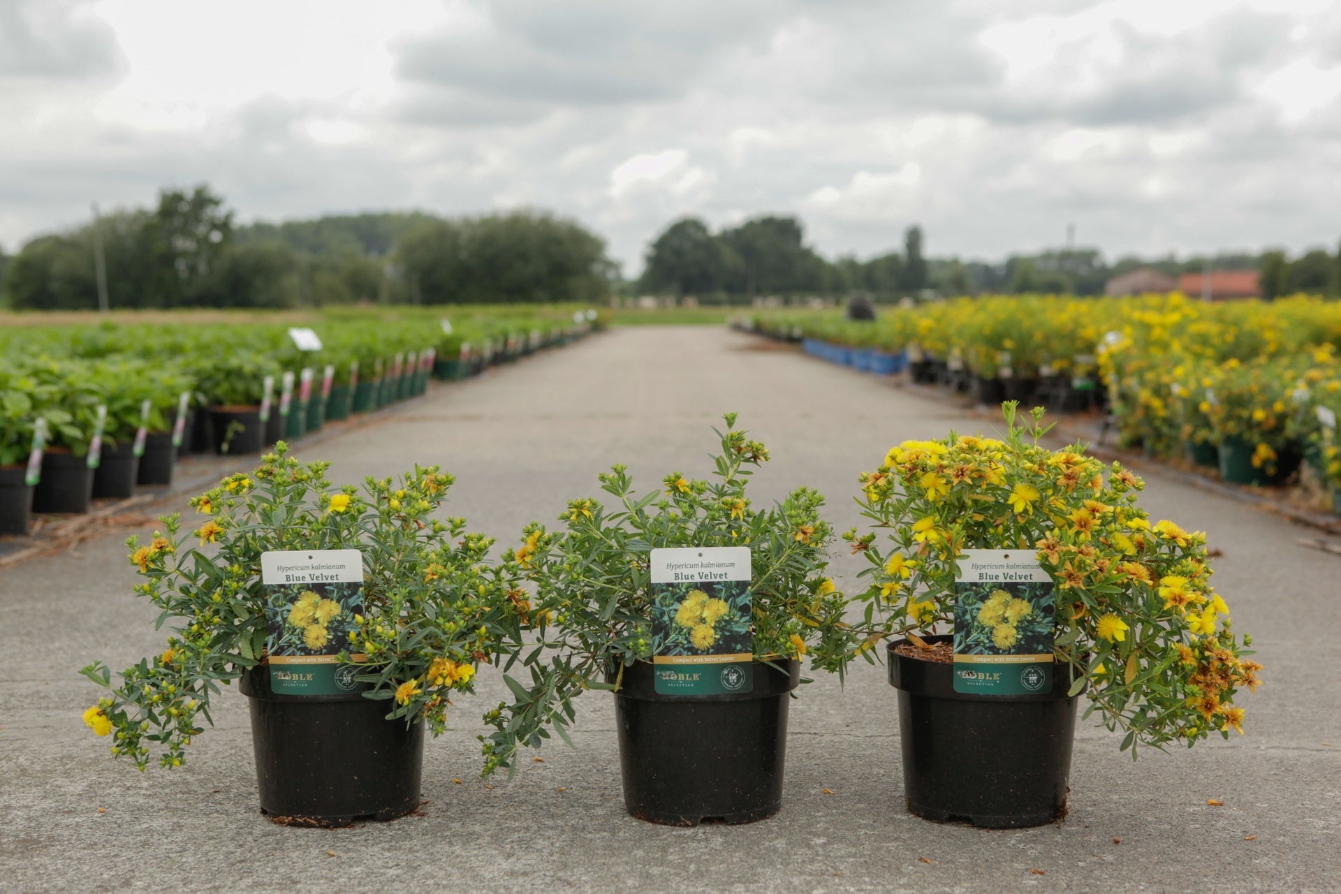 Hypericum kalmianum 'Blue Velvet'