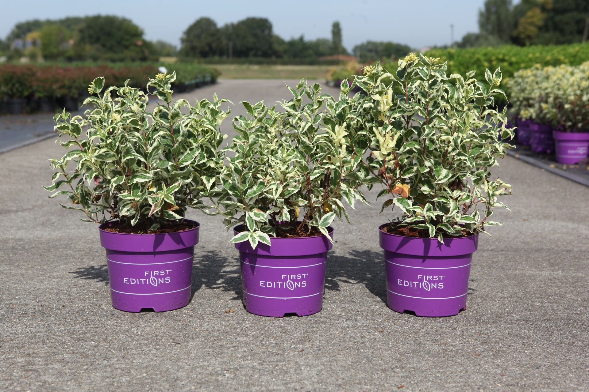 Diervilla sessilifolia First Editions© COOL SPLASH© (PBR)