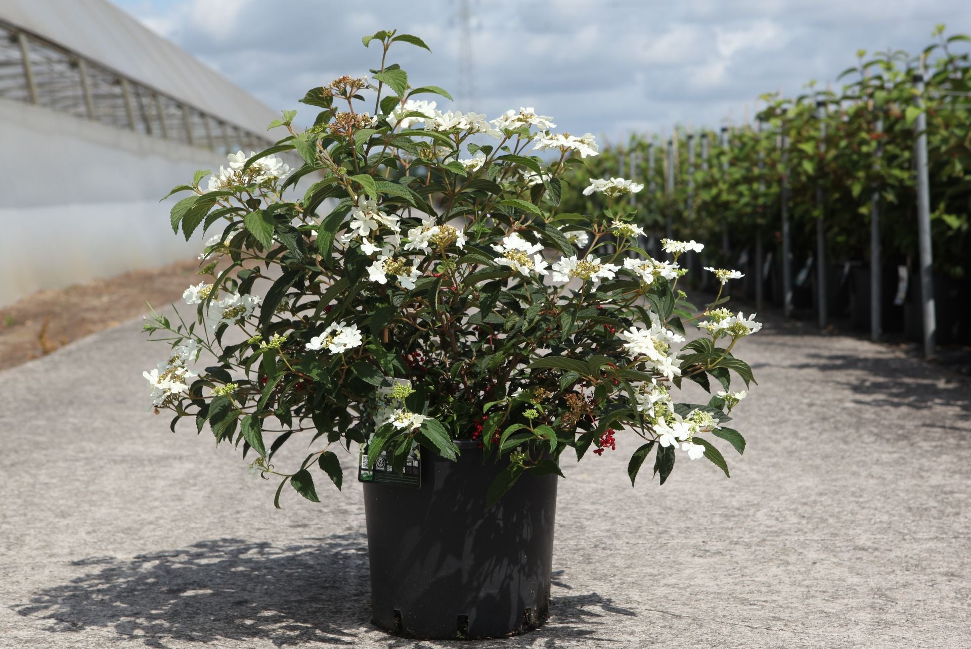 Viburnum plicatum SHIROGAMI (PBR)