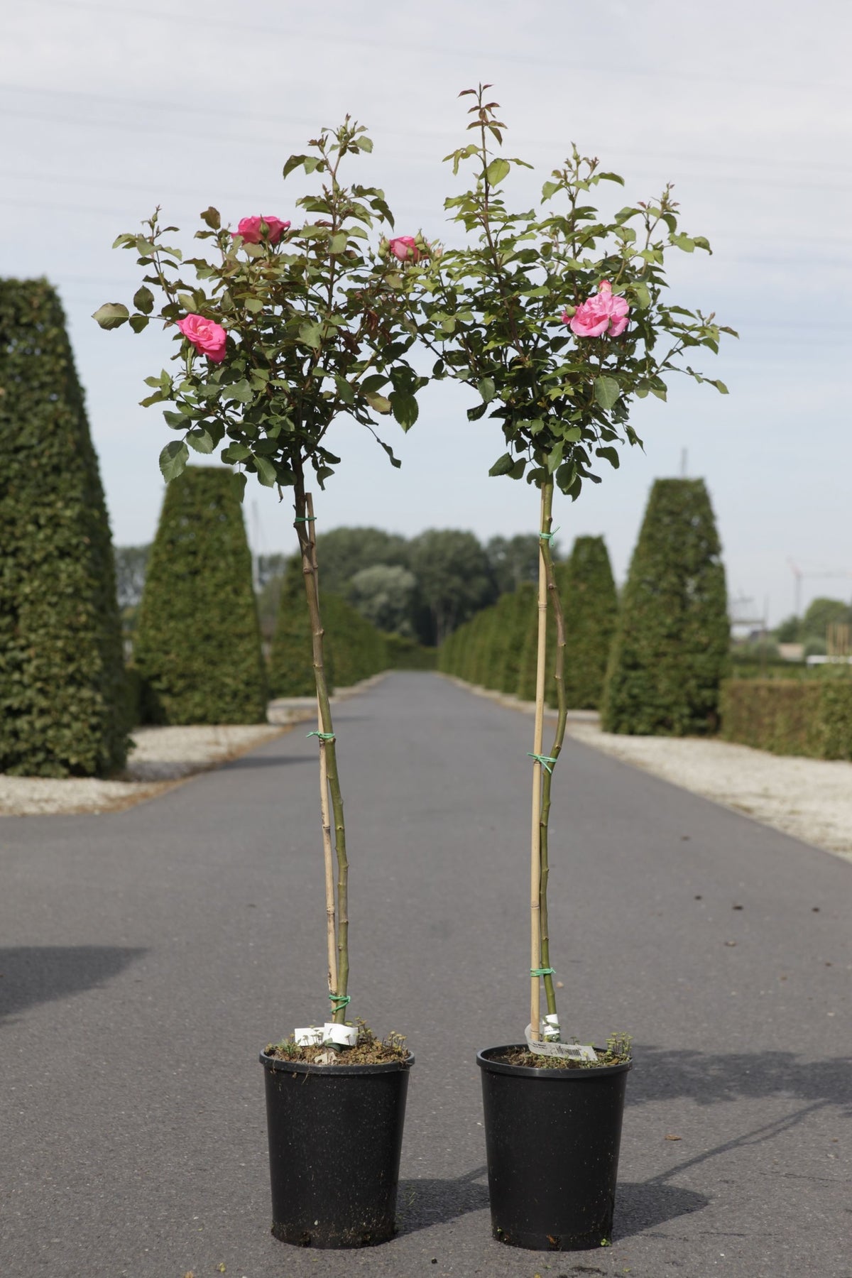 Rosa 'Mellgold'