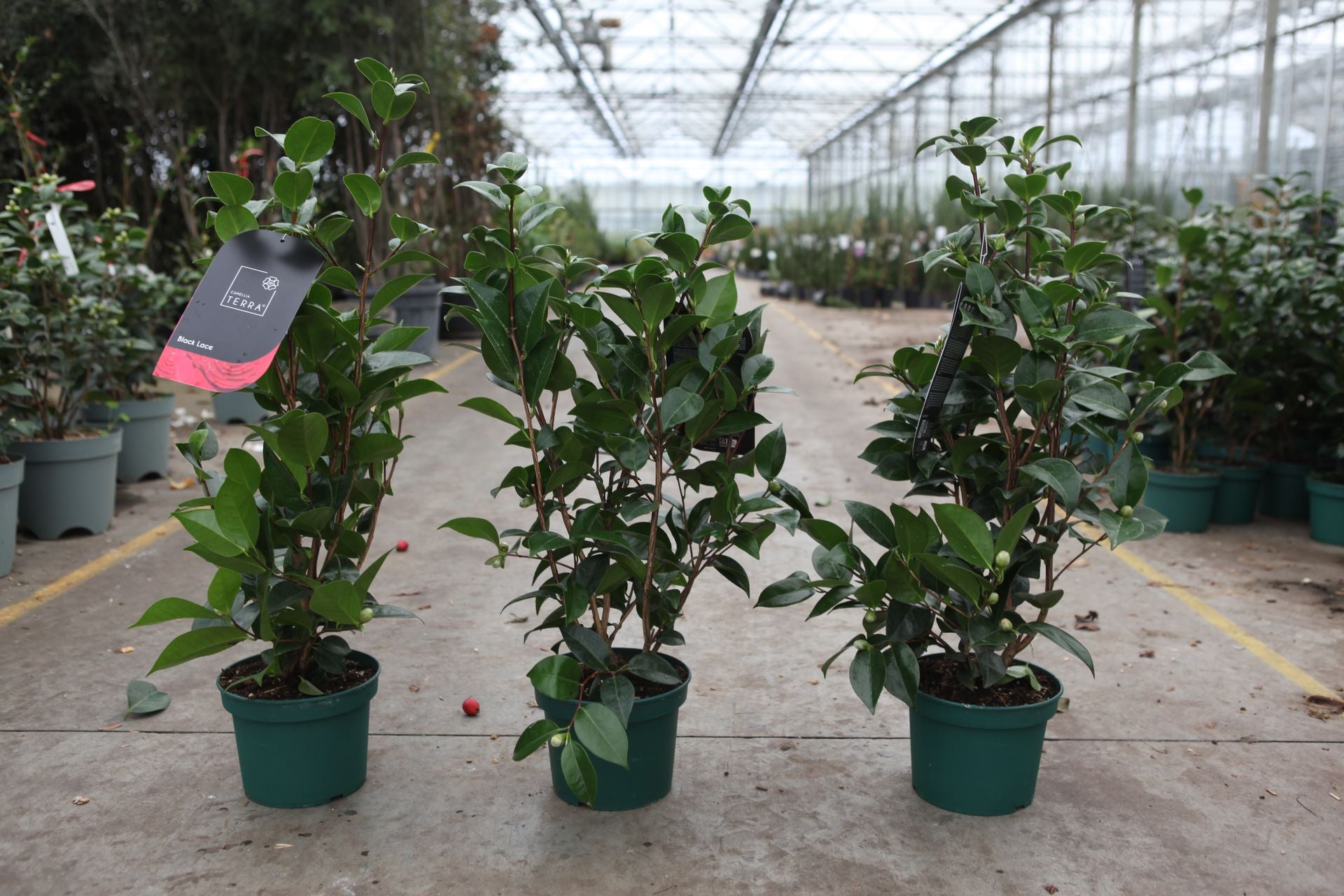Camellia 'Black Lace'