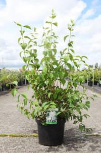 Philadelphus 'Starbright' (PBR)