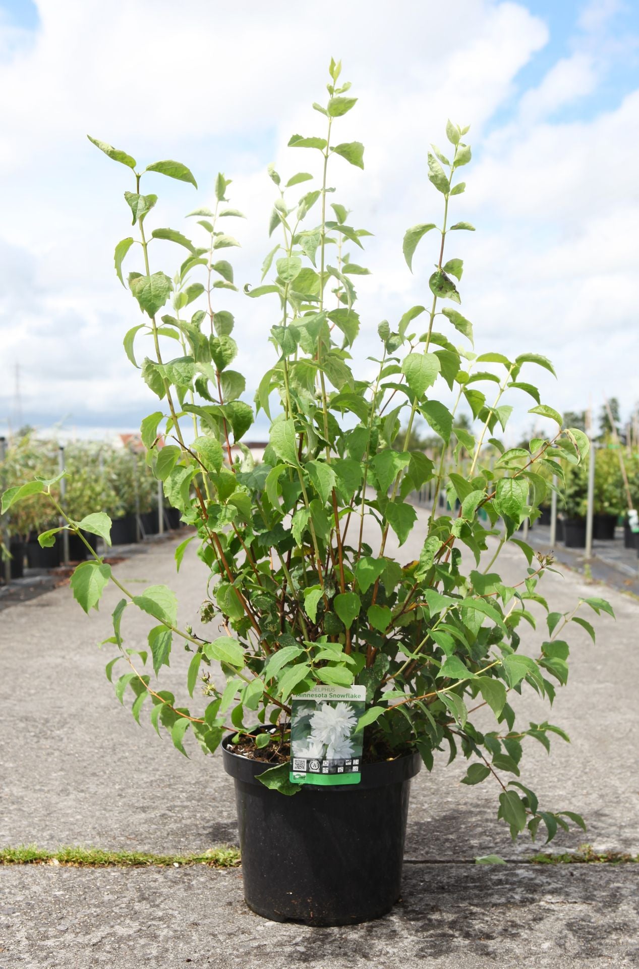 Philadelphus 'Starbright' (PBR)