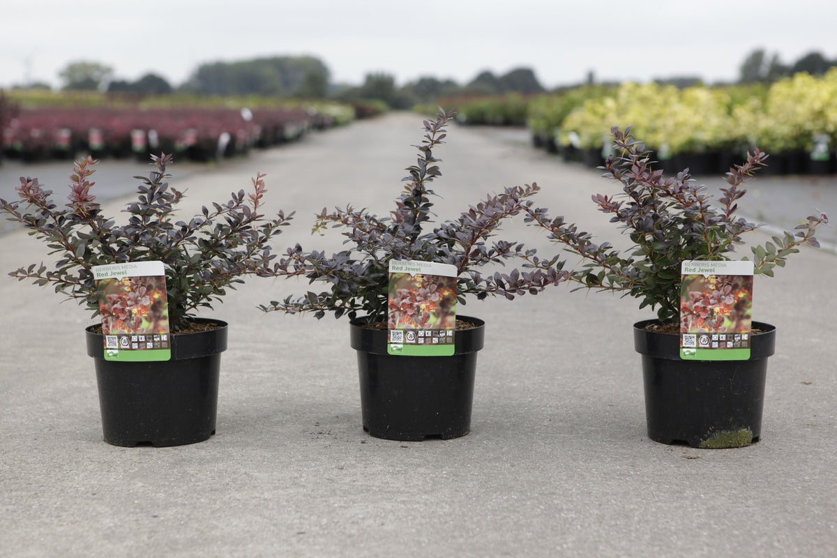 Berberis media 'Red Jewel'