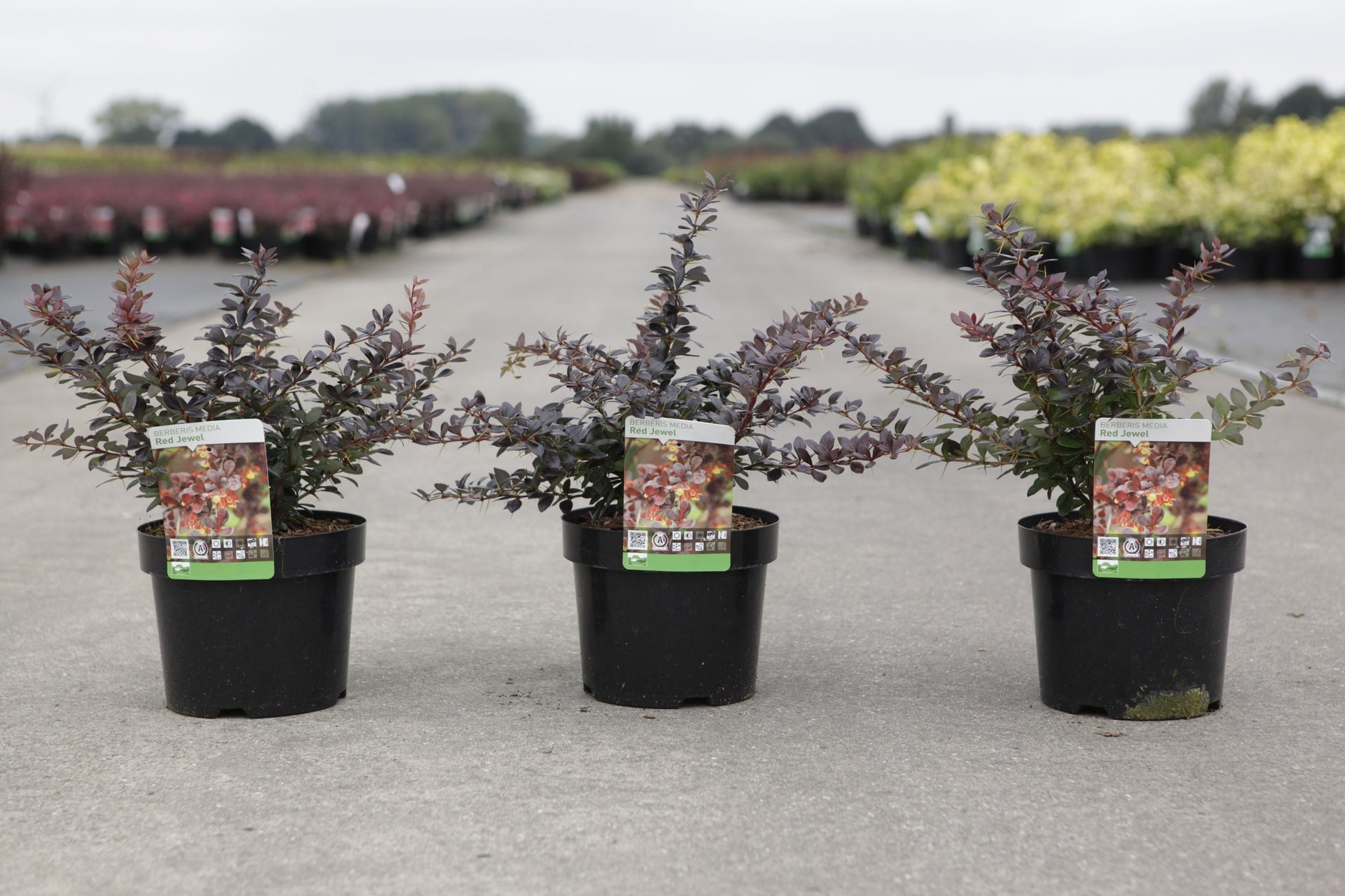 Berberis media 'Red Jewel'