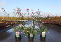 Symphoricarpos doorenbosii 'Amethyst©'