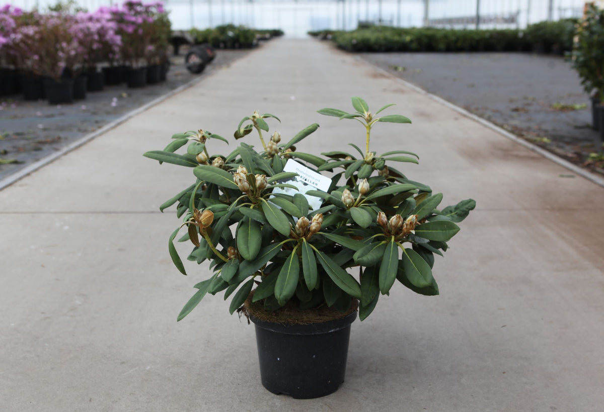 Rhododendron (Y) 'Porzellan'