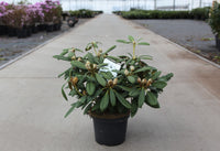 Rhododendron ‘Porzellan’ with pink buds opening to white flower clusters above dark green evergreen foliage.