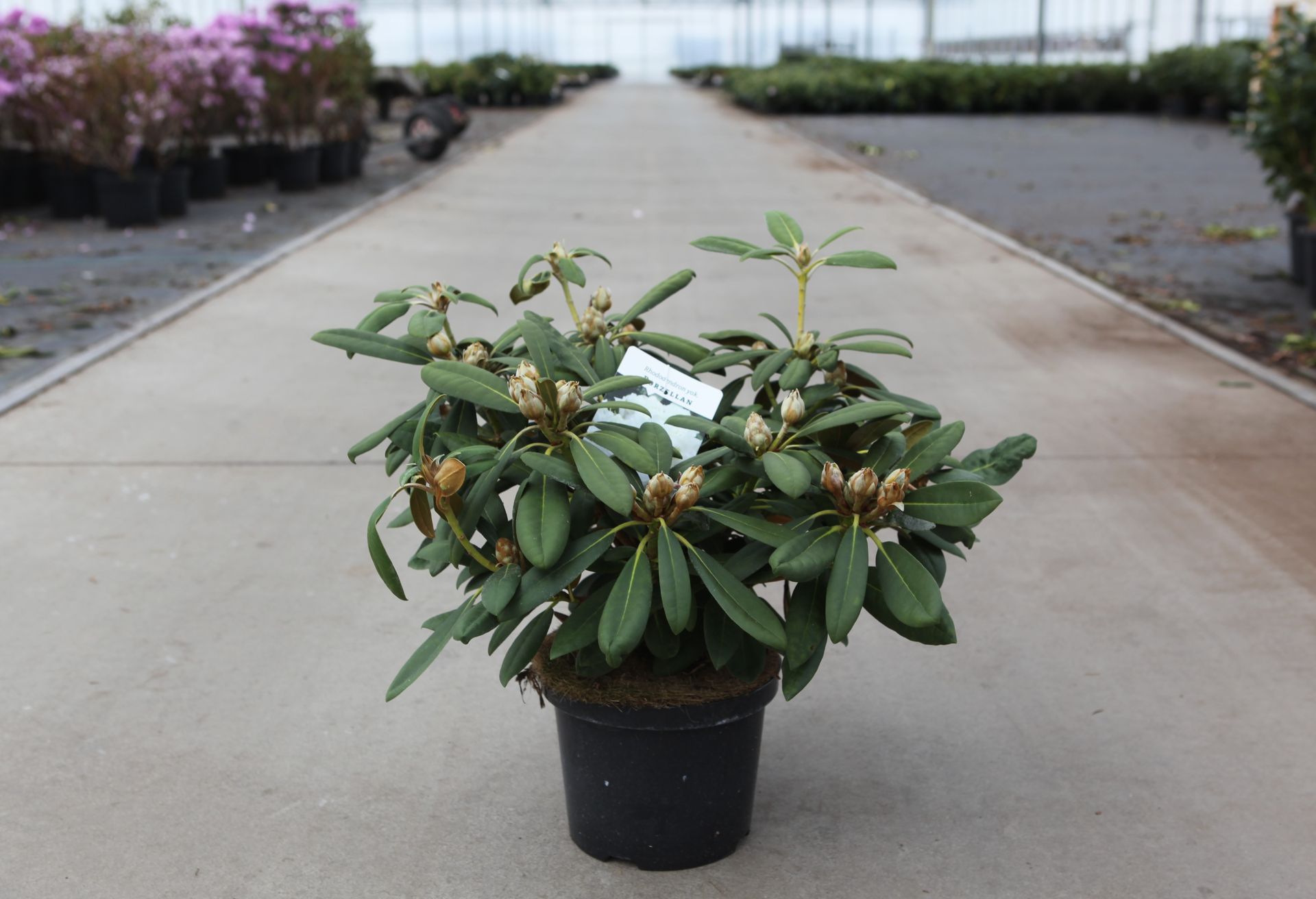 Rhododendron (Y) 'Porzellan'
