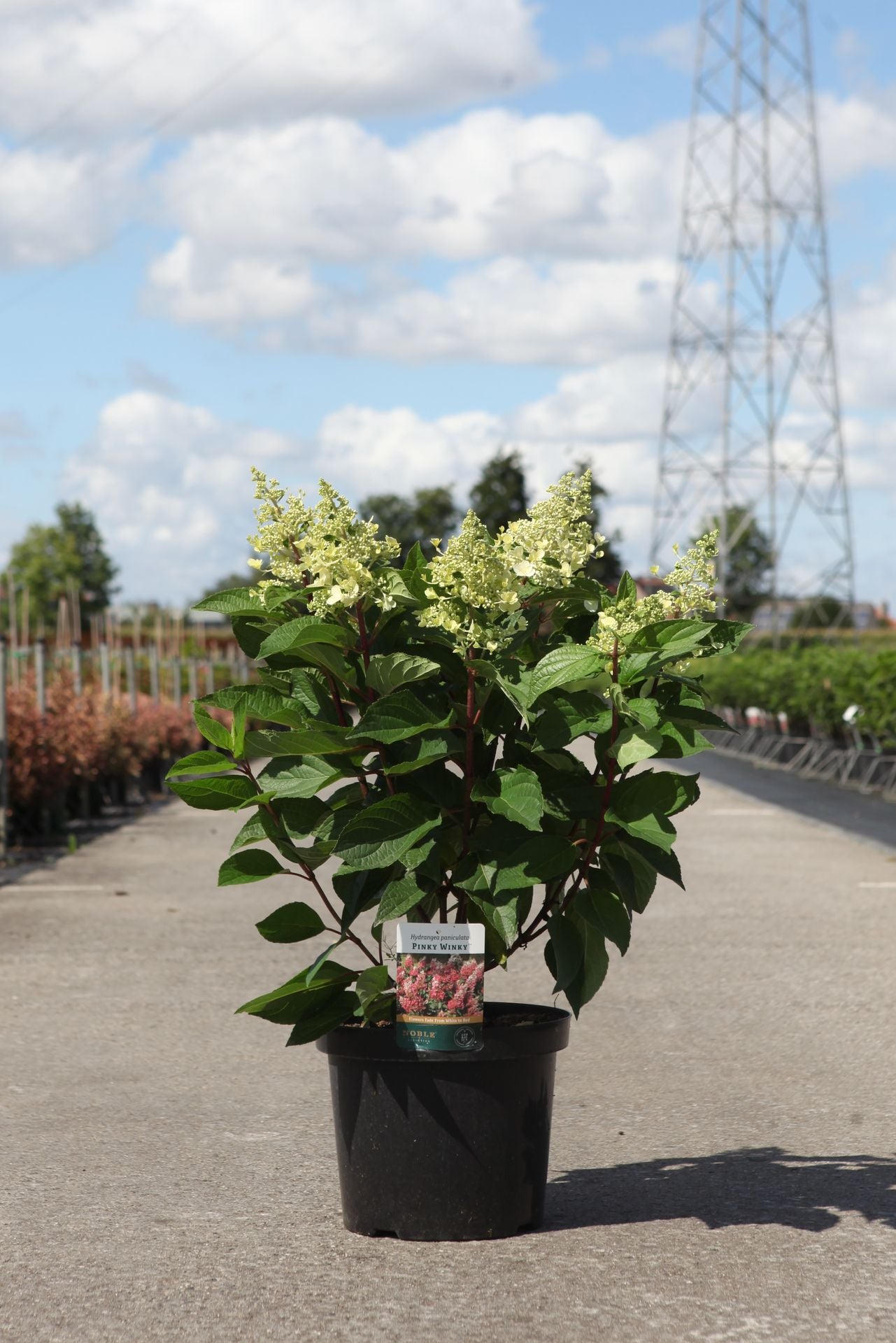 Hydrangea paniculata ‘Pinky Winky’ (PBR) shrub with fresh creamy white flower panicles, early blooming hydrangea for garden borders