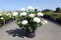 Hydrangea arborescens ‘FlowerWOW’ with strong stems and masses of large white mophead blooms in full flower