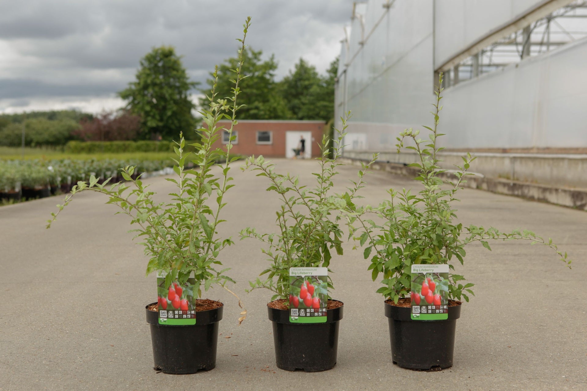 Lycium barbarum 'Big Lifeberry©'