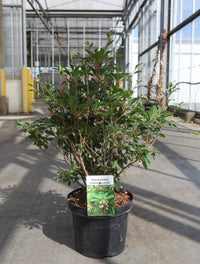 Enkianthus campanulatus