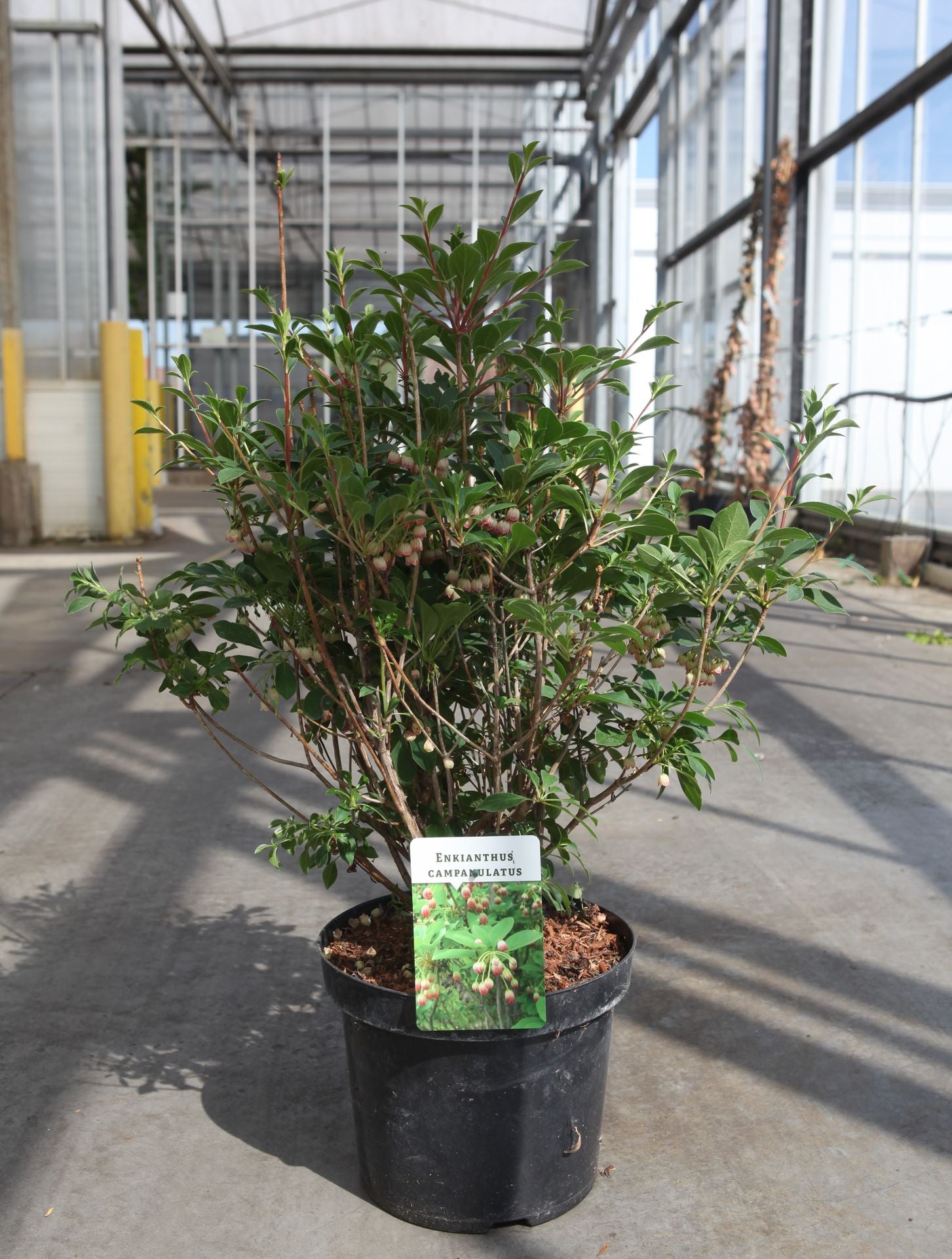 Enkianthus campanulatus