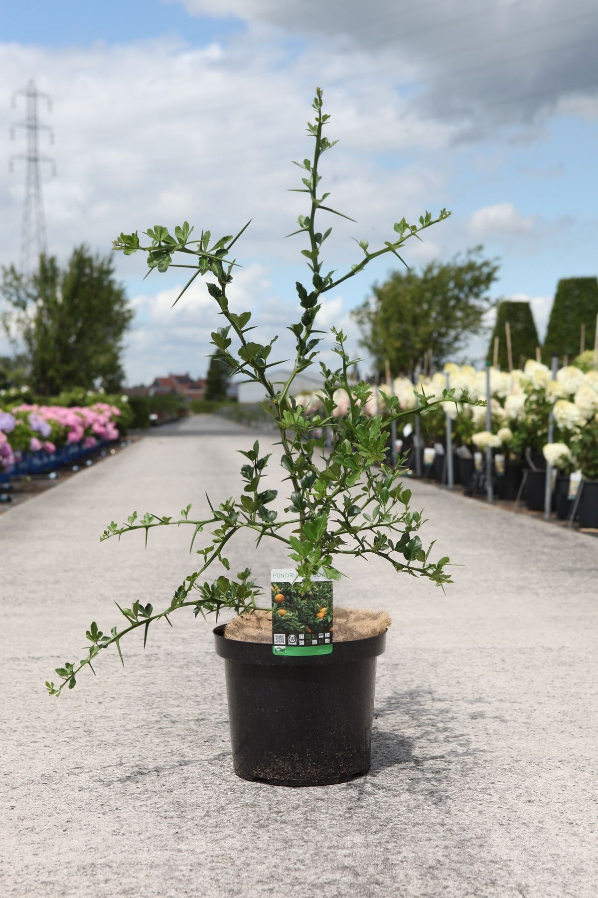 Poncirus trifoliata
