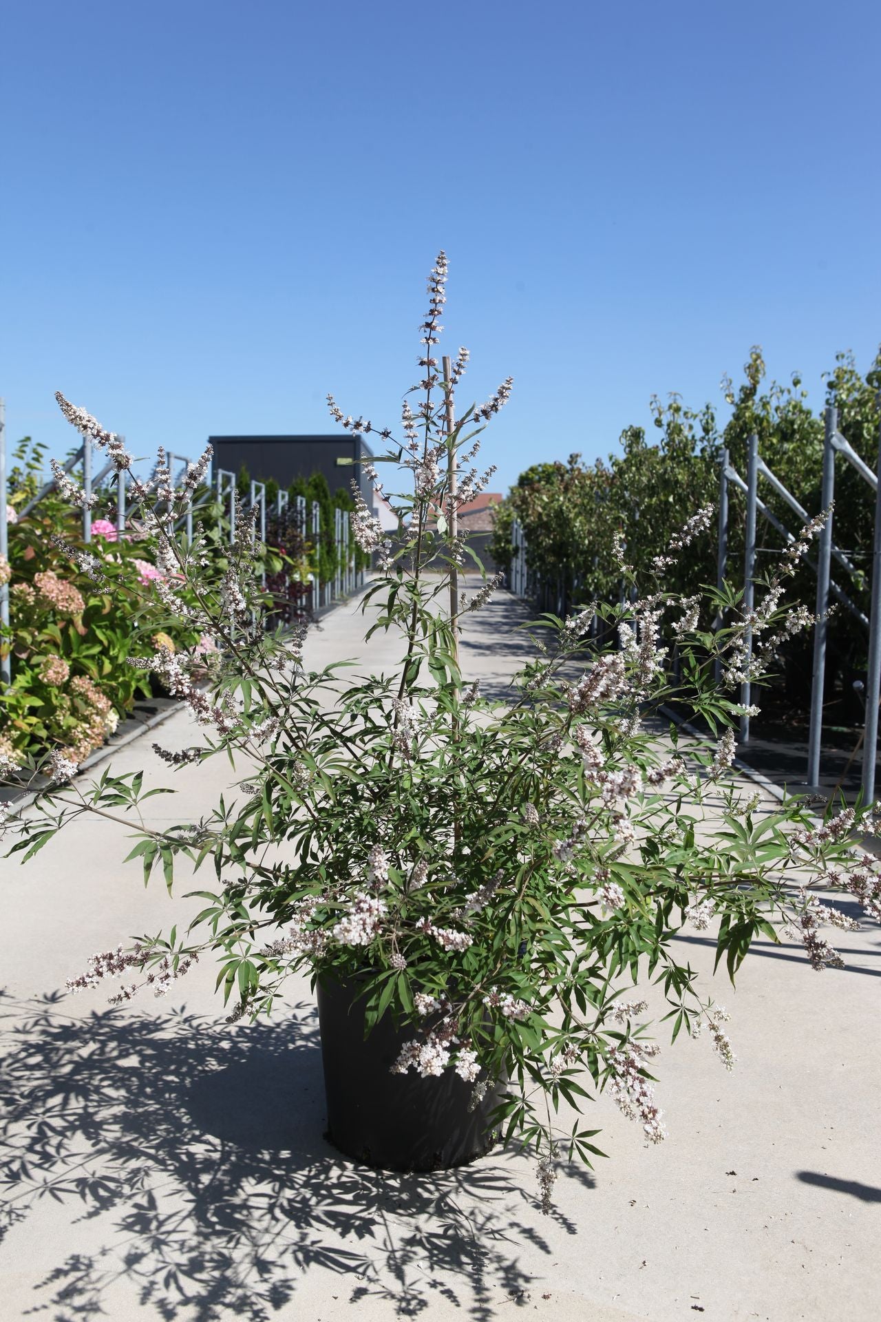 Vitex agnus-castus 'Albus'
