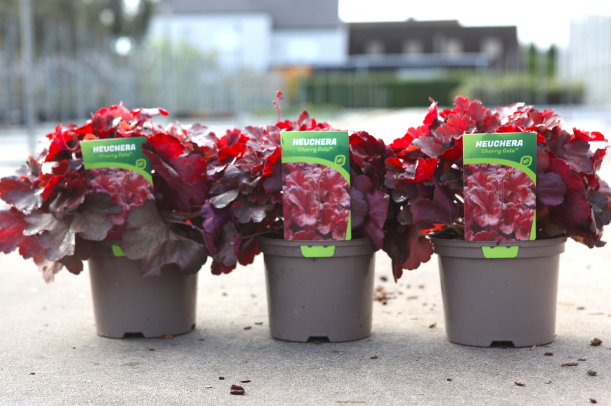 Heuchera 'Cherry Cola'