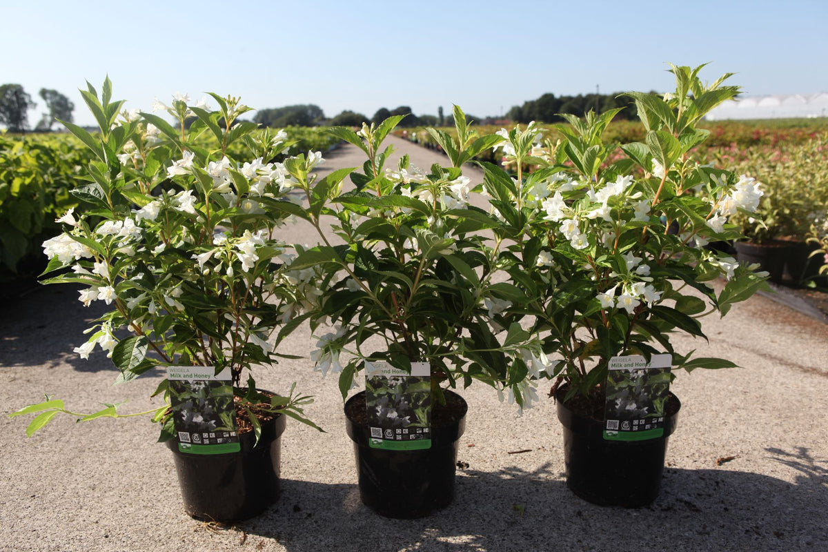 Weigela florida 'Milk and Honey'
