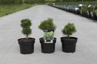 Pinus mugo 'Mumpitz'