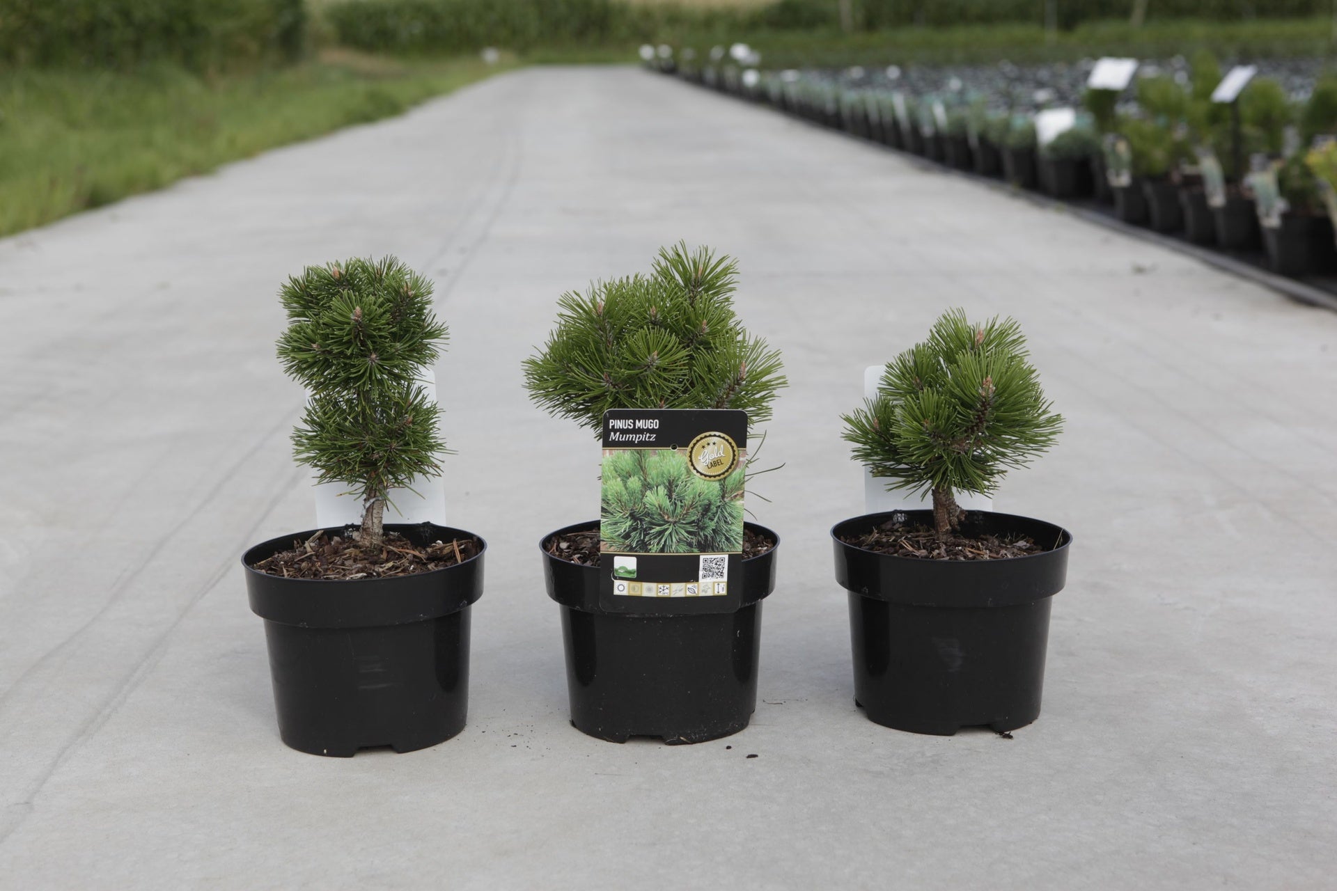Pinus mugo 'Mumpitz'