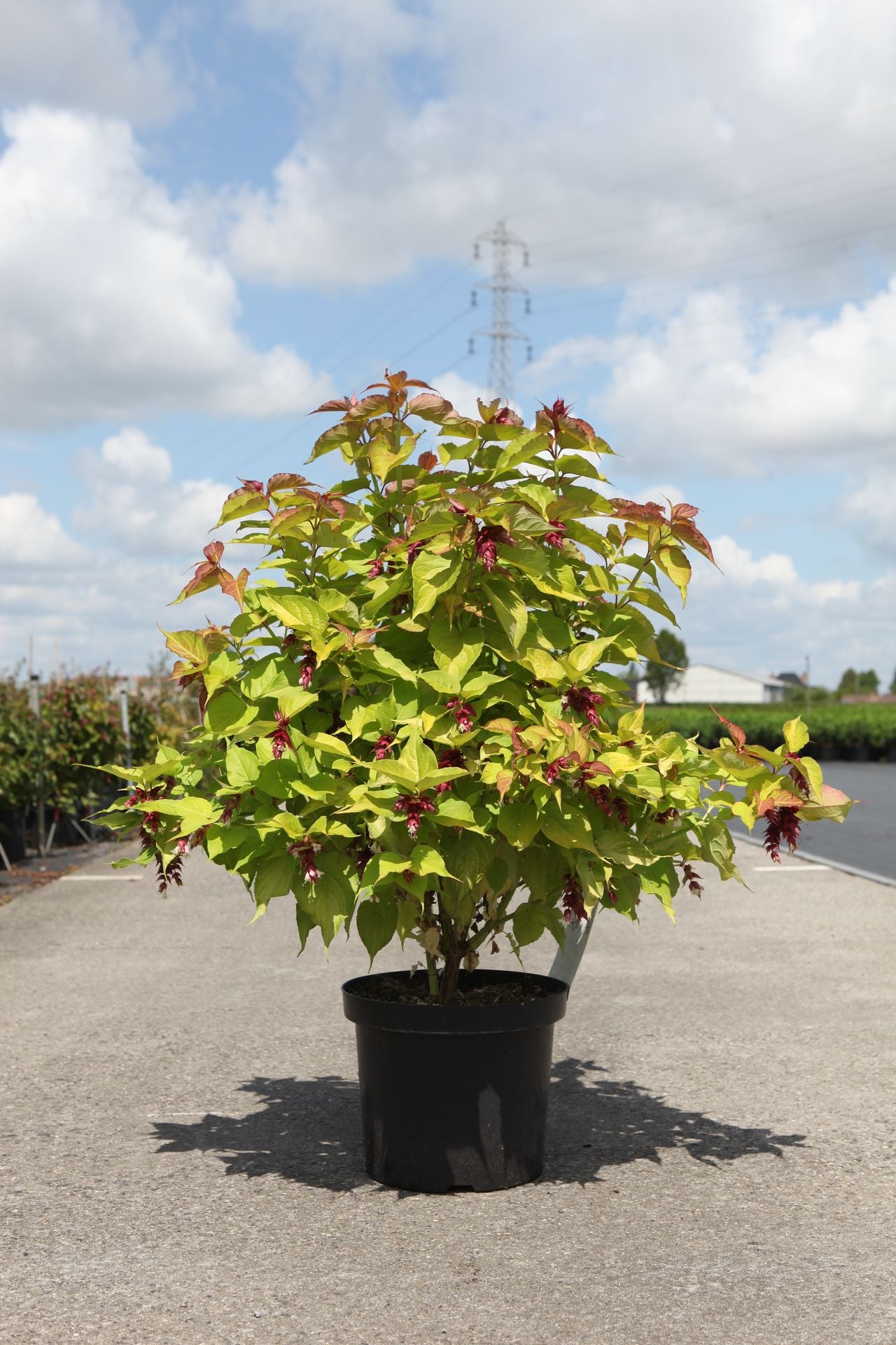 Leycesteria formosa GOLDEN LANTERNS (PBR)
