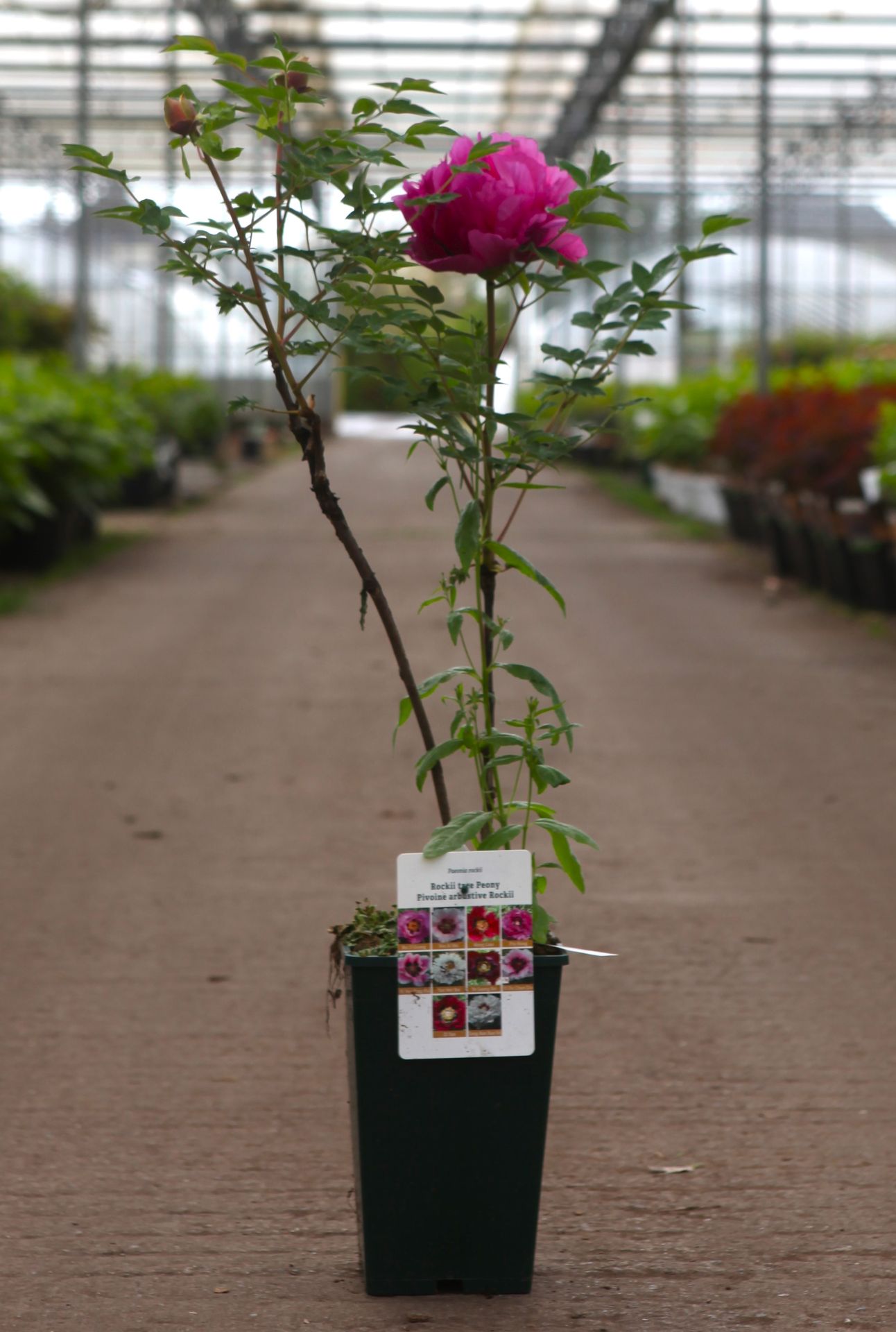 Paeonia rockii 'Pin Hong'