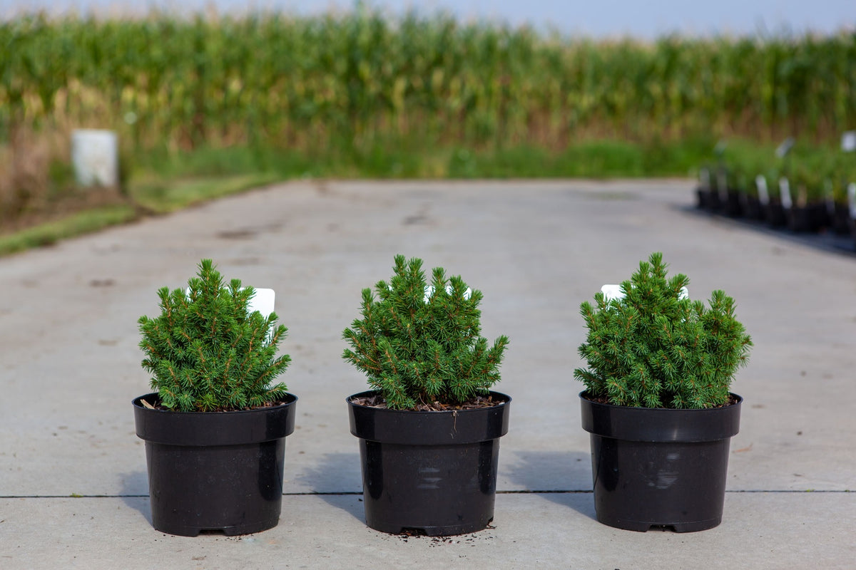 Picea glauca 'Alberta Globe'