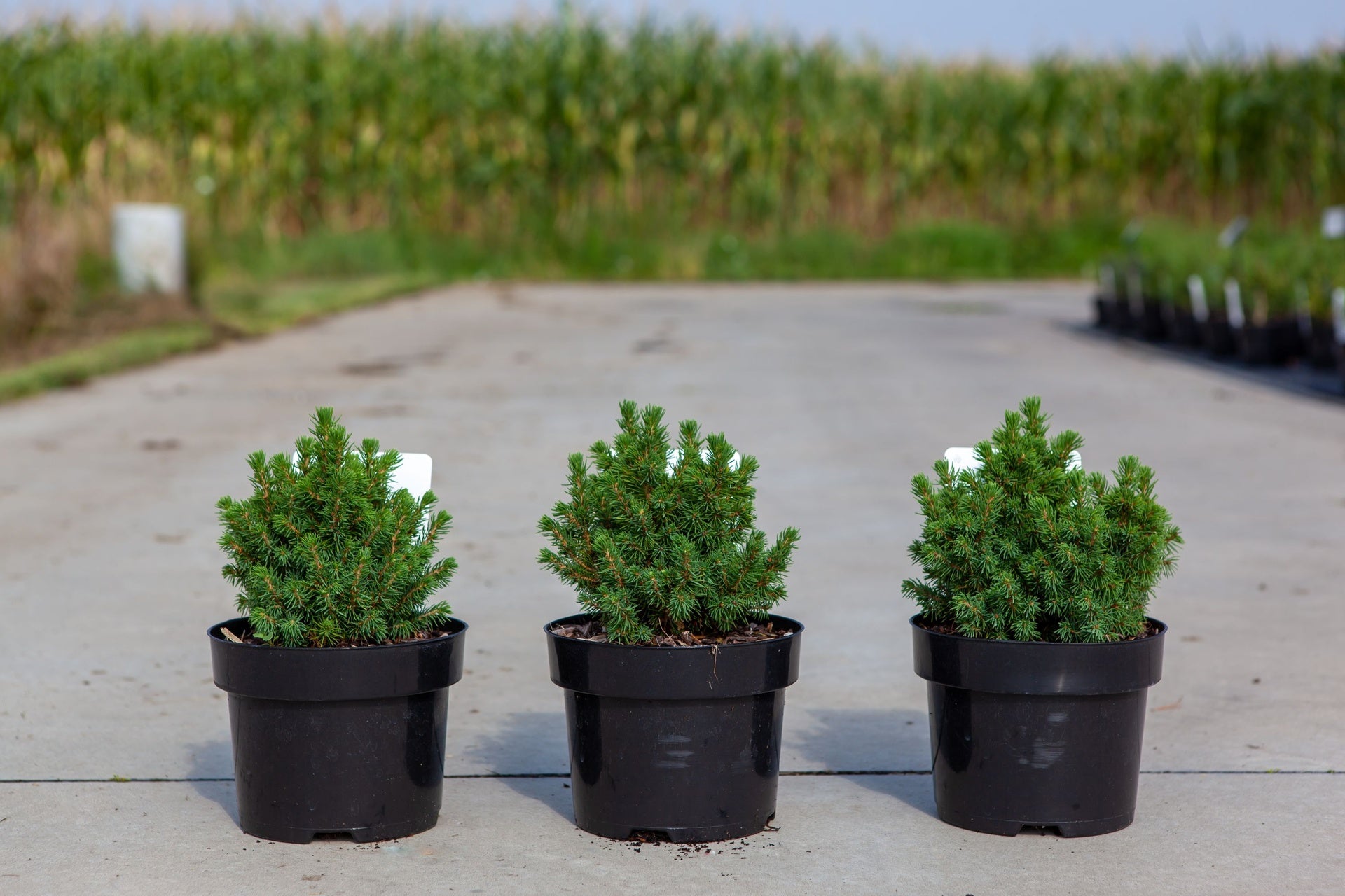 Picea glauca 'Alberta Globe'