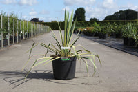 Yucca filamentosa 'Bright Edge'