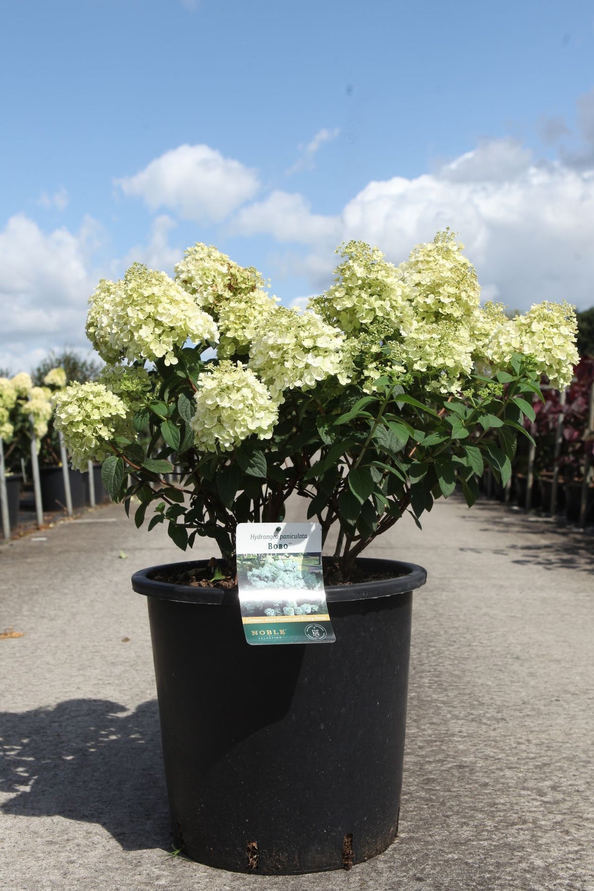 Hydrangea paniculata ‘Bobo’ (PBR) compact shrub covered in creamy white flower heads, ideal hydrangea for small gardens and containers