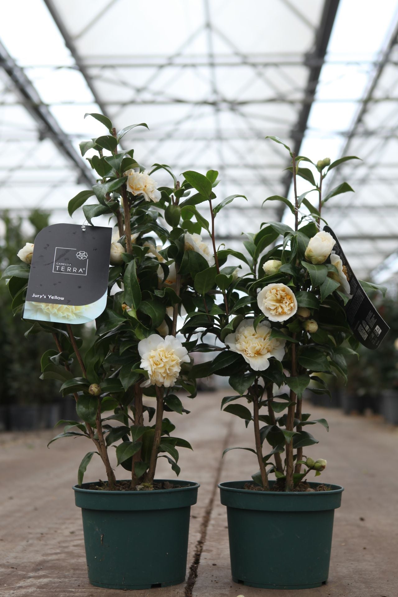 Camellia japonica 'Jury's Yellow'