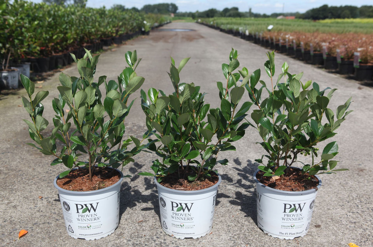 Aronia melanocarpa Proven Winners© REVONTULI© MOUND (PBR)