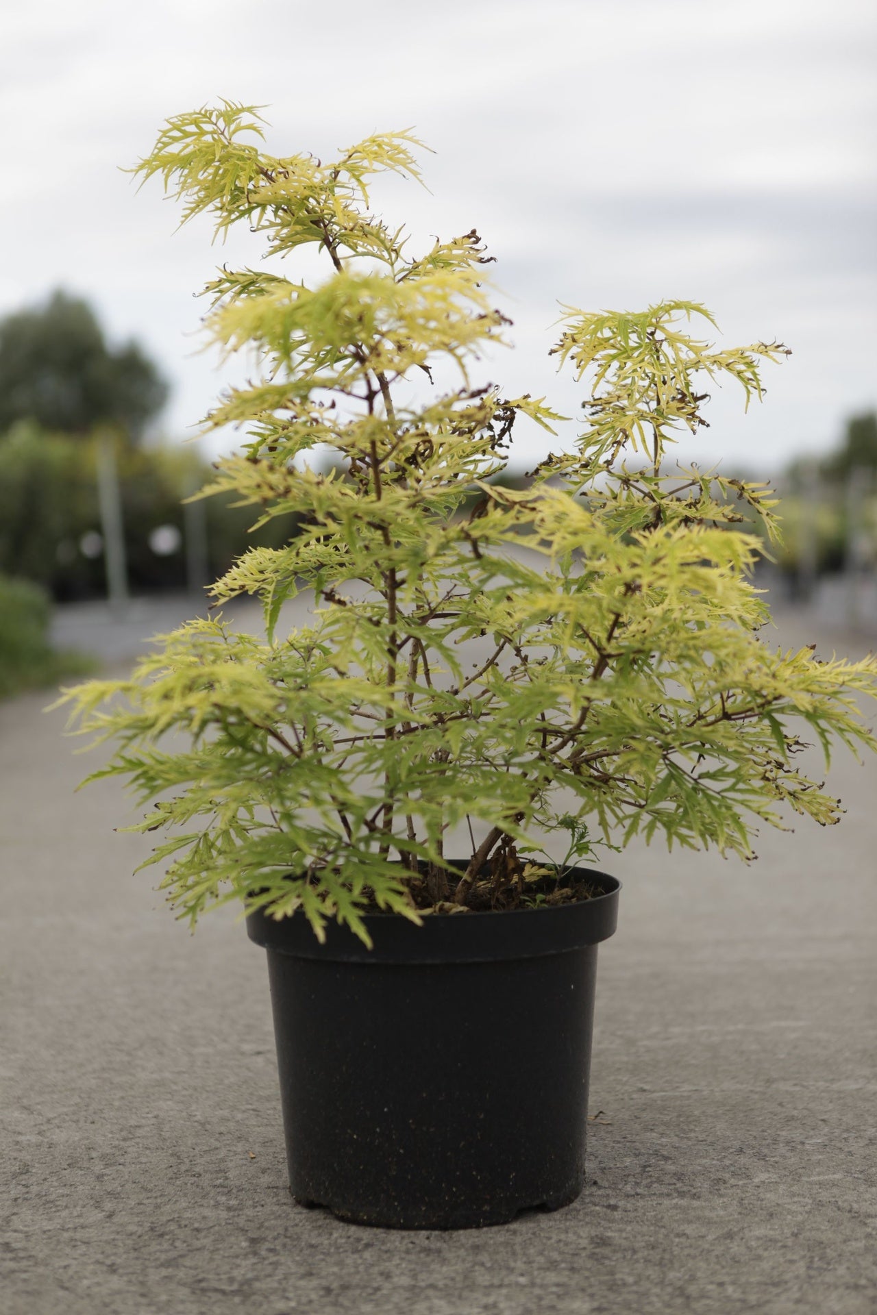 Sambucus racemosa Proven Winners© 'Lemony Lace©'
