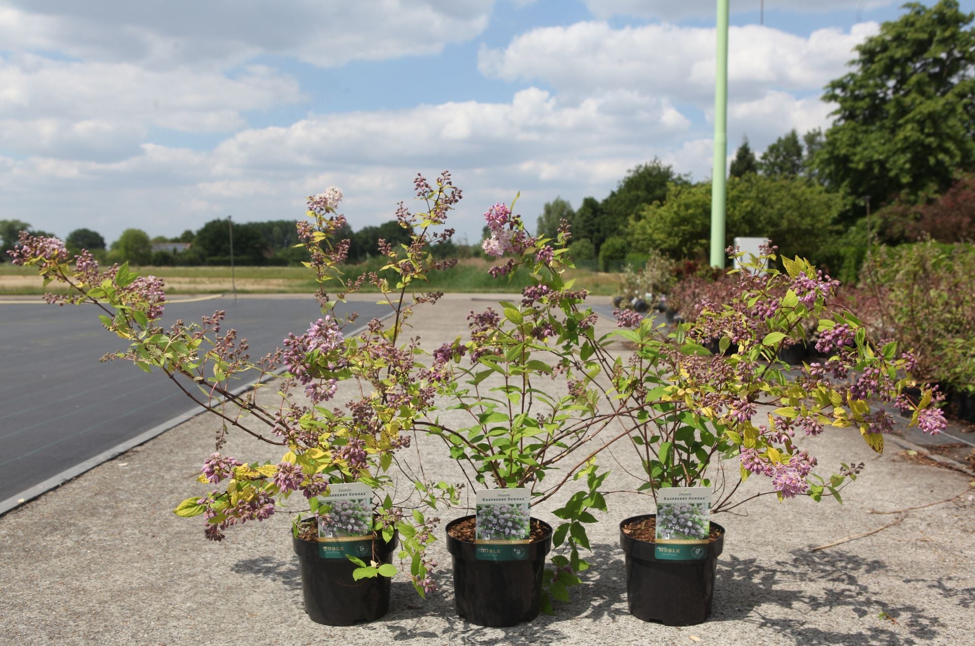 Deutzia RASPBERRY SUNDAE (PBR)