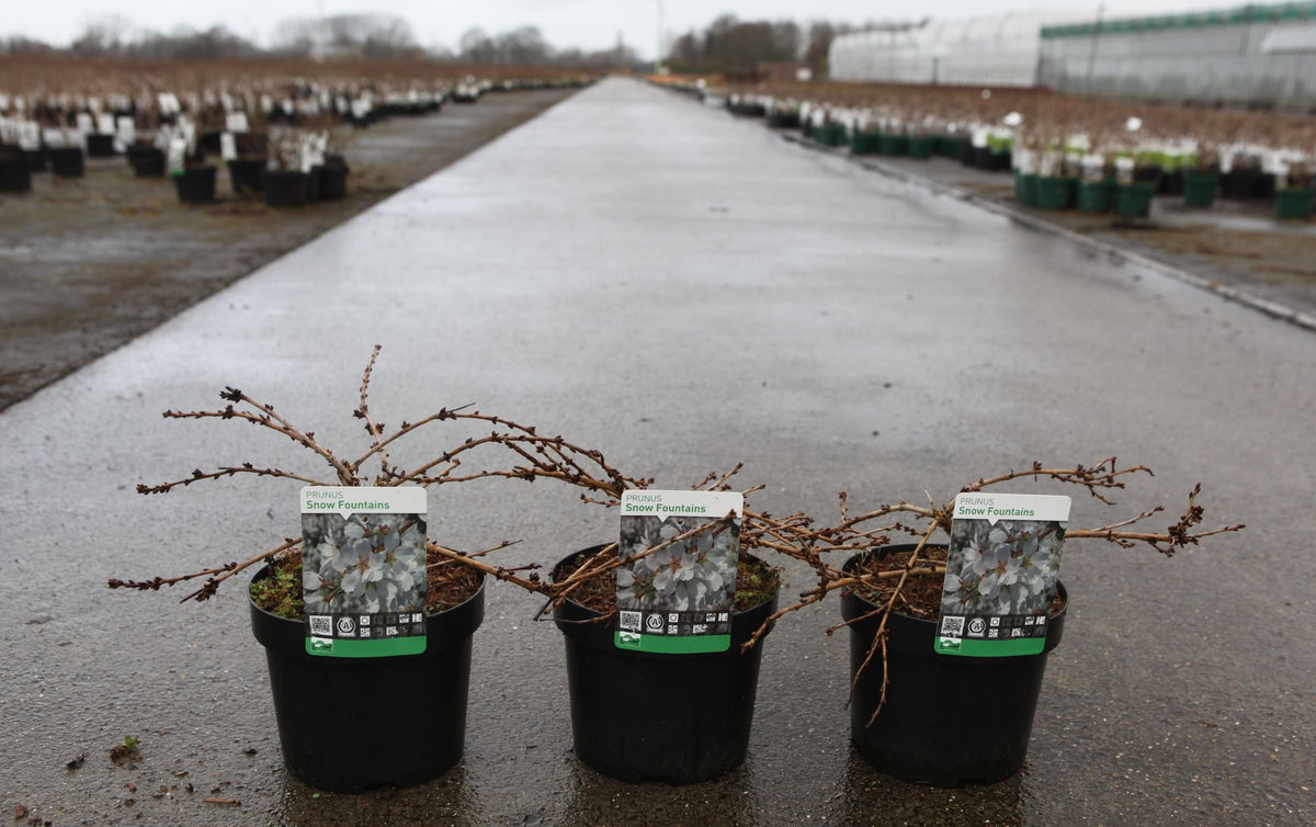 Prunus 'Snow Fountains'