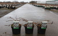 Prunus 'Snow Fountains'