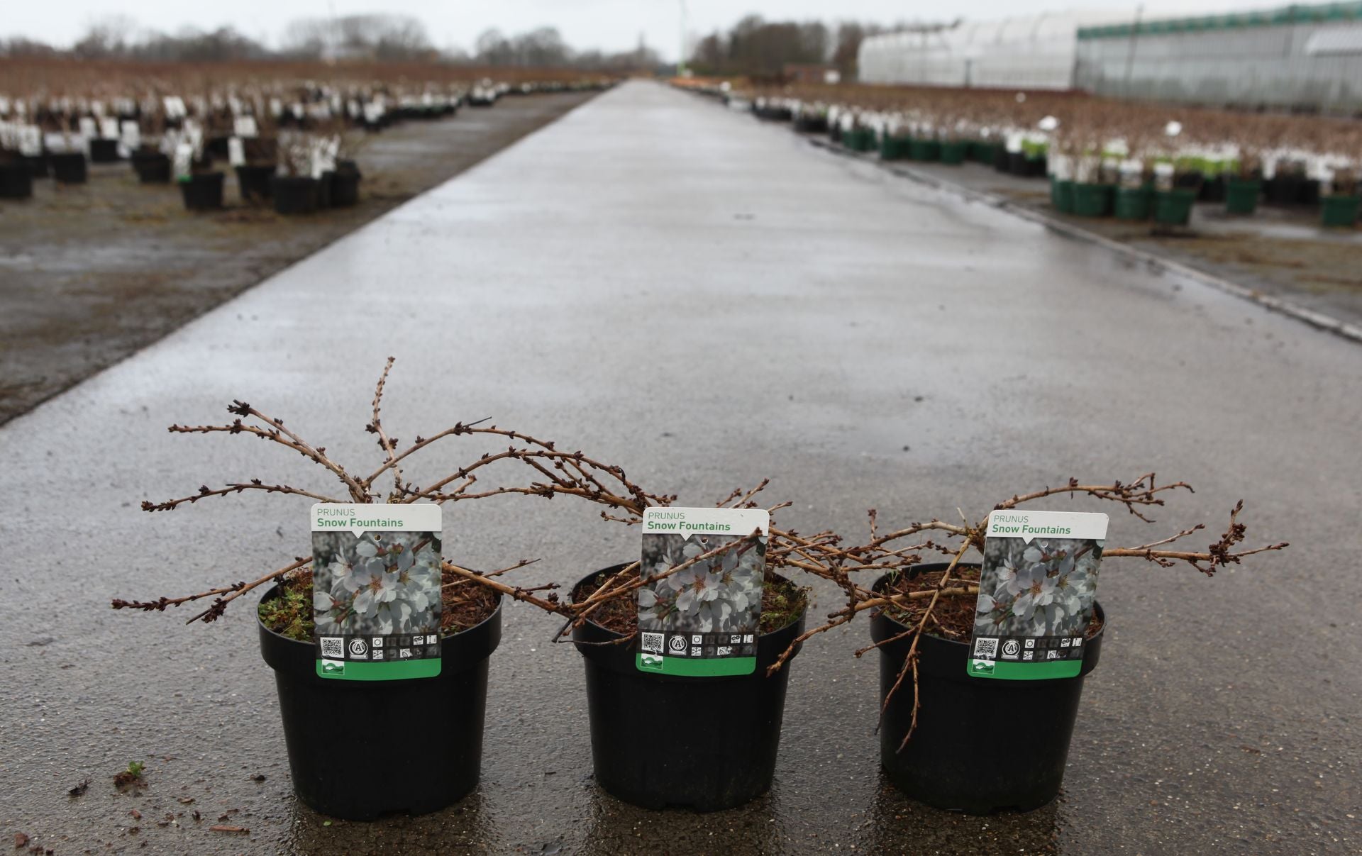 Prunus 'Snow Fountains'