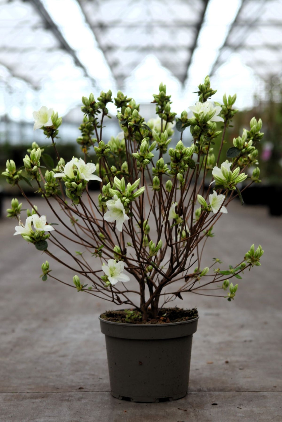 Azalea japonica 'Palestrina'
