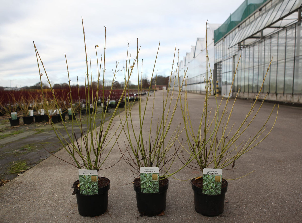 Cornus sericea 'White Gold'