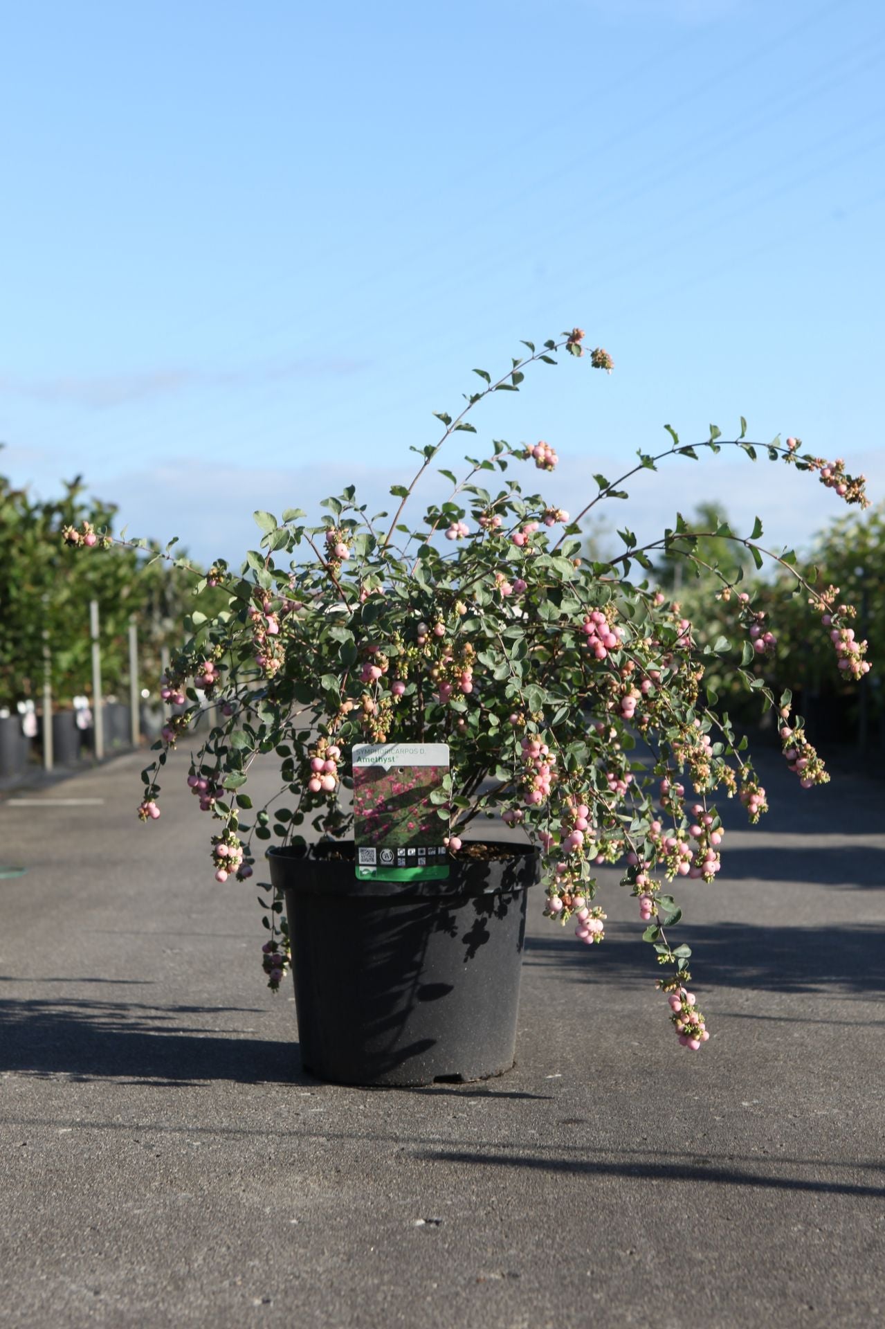 Symphoricarpos doorenbosii 'Amethyst©'