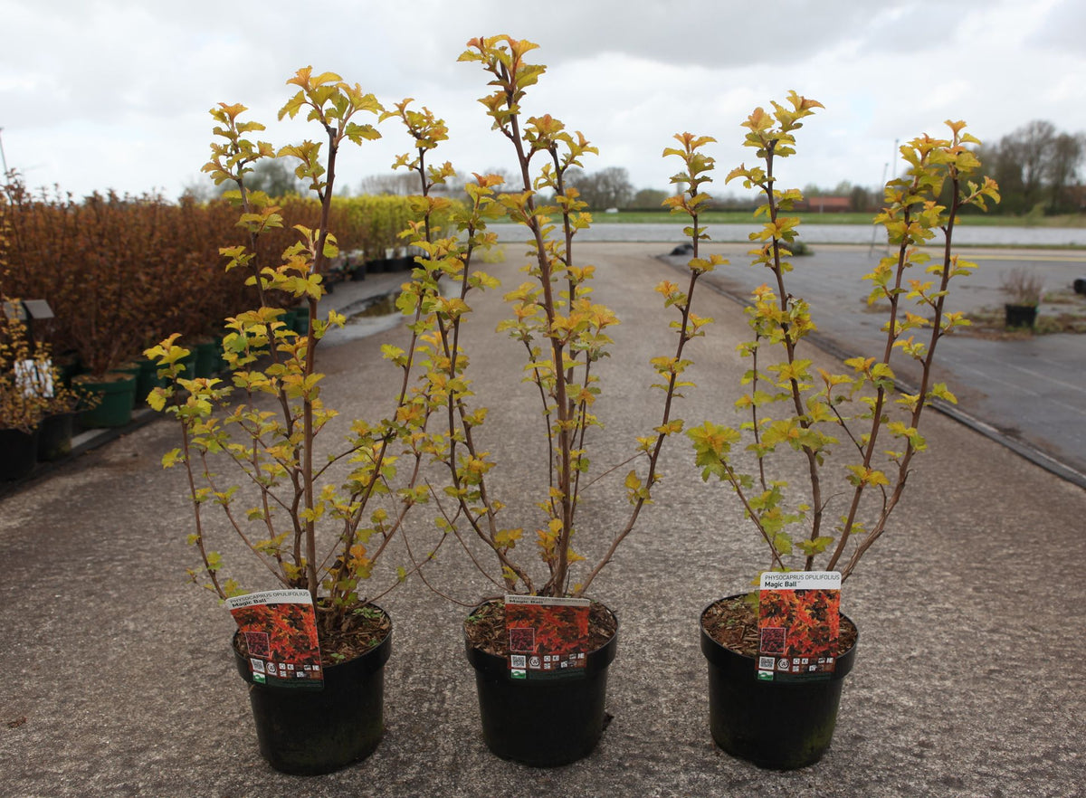 Physocarpus opulifolius MAGIC BALL (PBR)