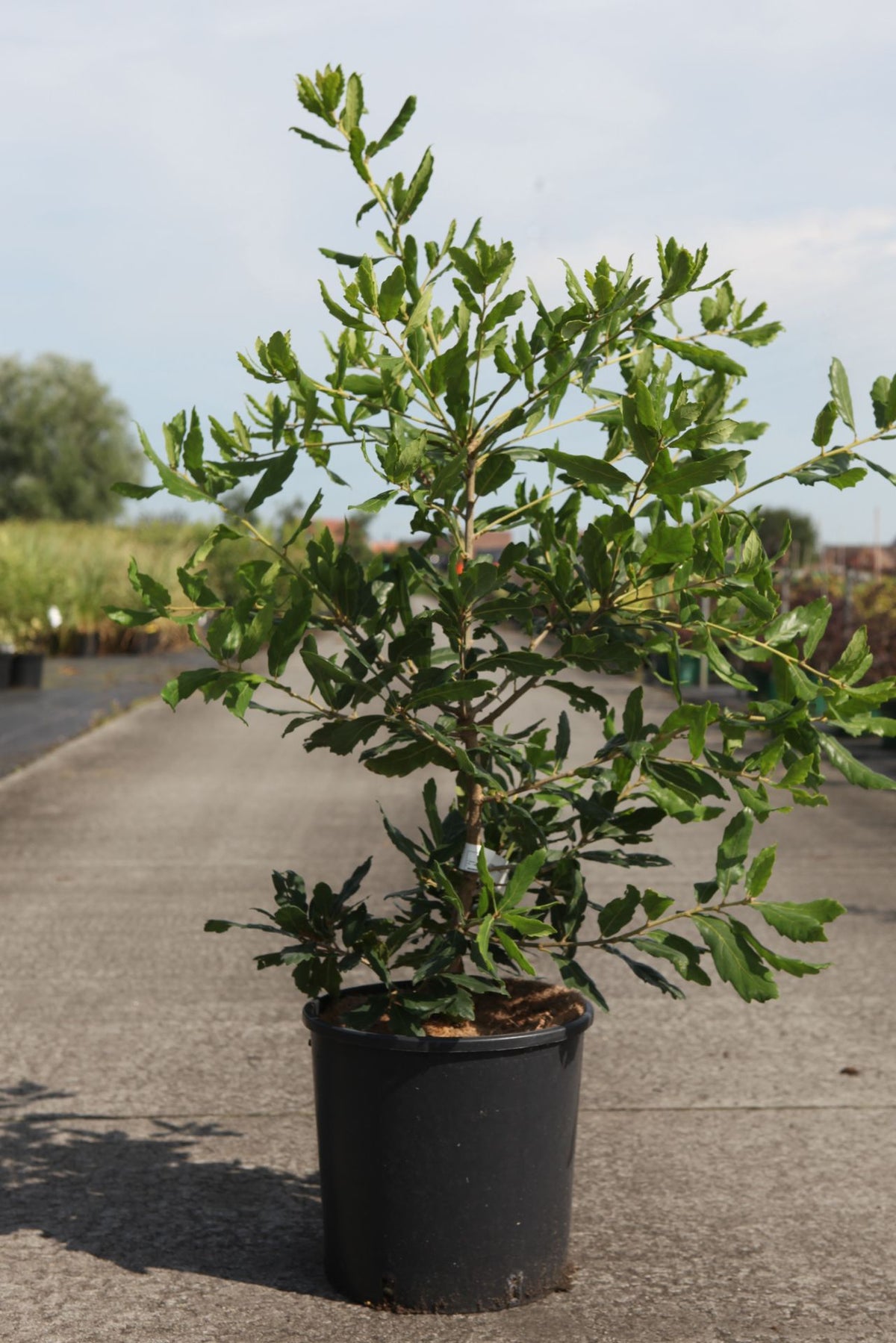 Quercus turneri 'Pseudoturneri'