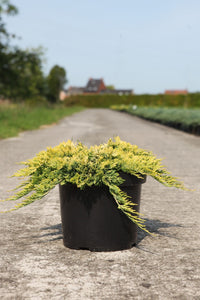 Juniperus horizontalis 'Golden Carpet'