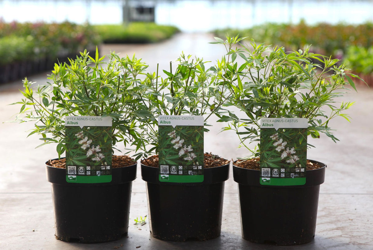 Vitex agnus-castus 'Albus'